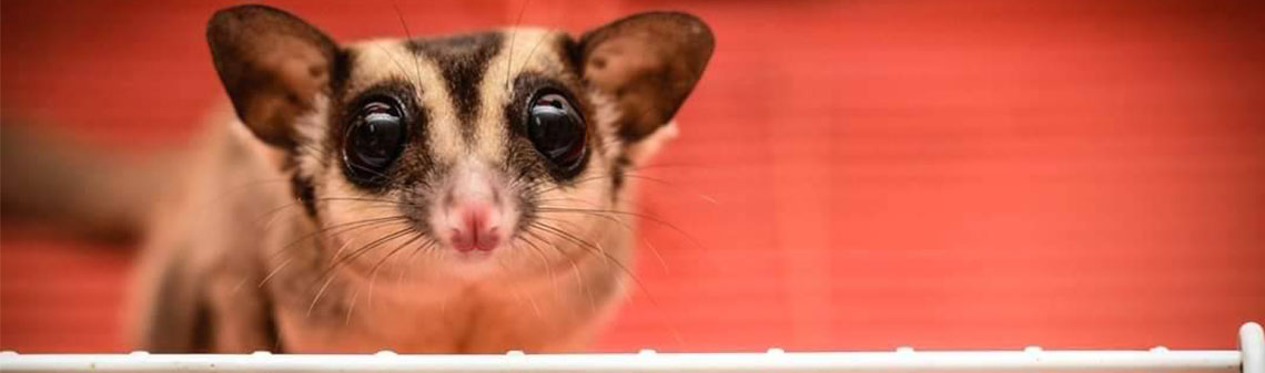 https://www.paradisepetclub.com/upload/2019/04/03___11_40_38___5ca43946a2c00.jpg