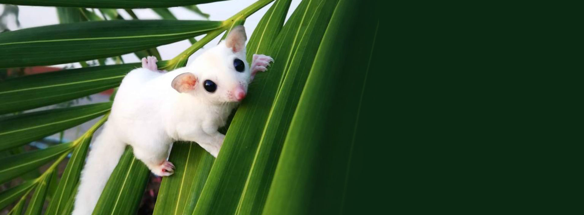 https://www.paradisepetclub.com/upload/2019/04/04___13_36_52___5ca5a604119e8.jpg