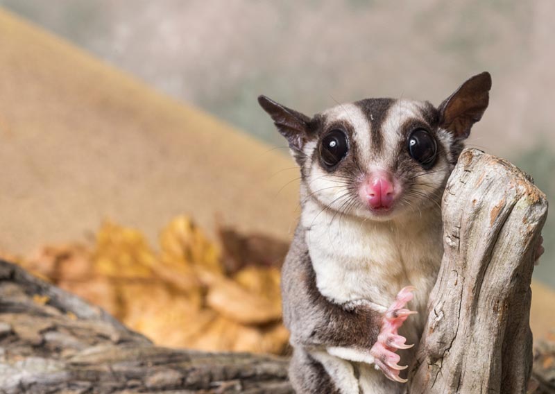 https://www.paradisepetclub.com/upload/2019/08/26___17_09_39___5d63afe379e7f.jpg