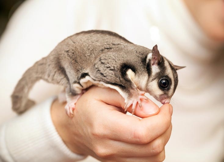 https://www.paradisepetclub.com/upload/2019/08/26___17_37_21___5d63b661117bb.jpg